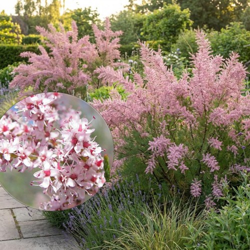 Tamarix ramosissima - Harilik tamarisk P13/1L Tamarix ramosissima - Harilik tamarisk P13/1L